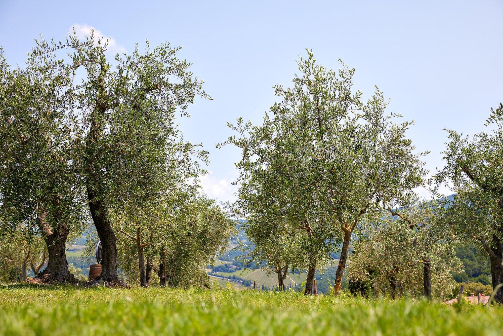 Tenuta Il Poggetto Radda in Chianti Extérieur photo