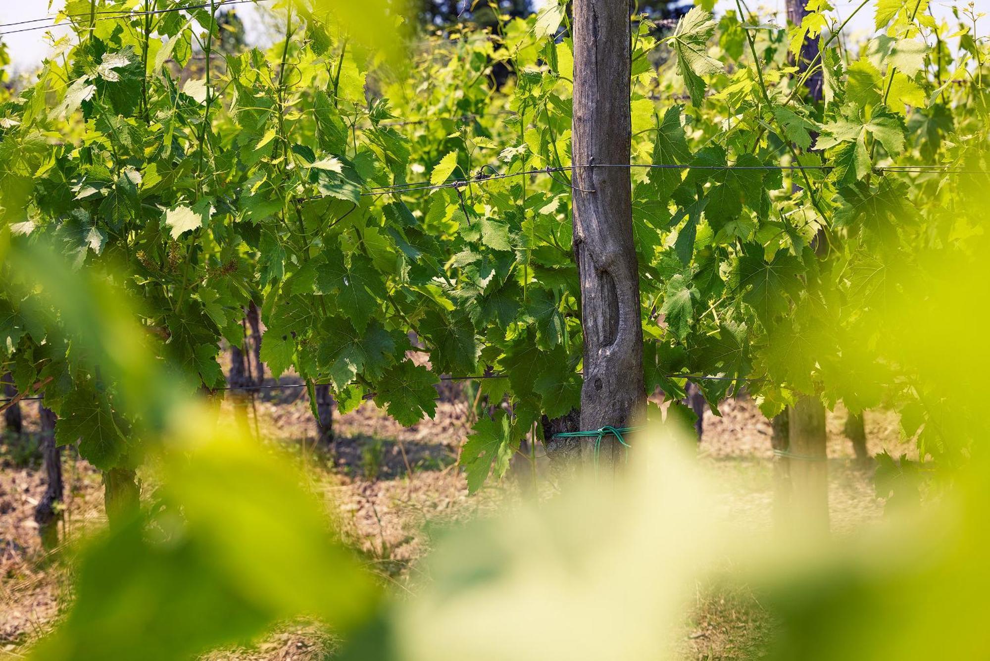 Tenuta Il Poggetto Radda in Chianti Extérieur photo