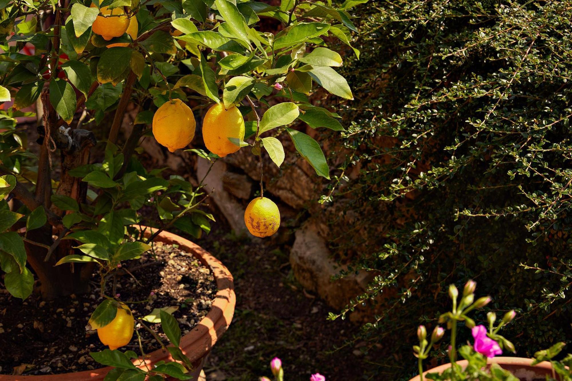 Tenuta Il Poggetto Radda in Chianti Extérieur photo